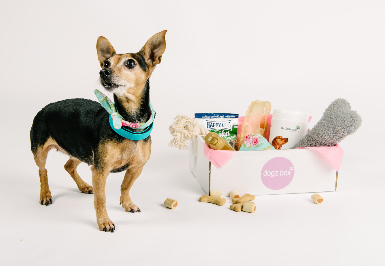 Überraschung im Abo – Dogz box will mit Hunde-Boxen durchstarten
